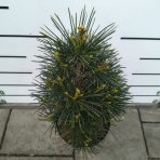 Dáždnikovec praslenovitý (Sciadopitys Verticillata) – výška 40-60 cm, kont. C7,5L